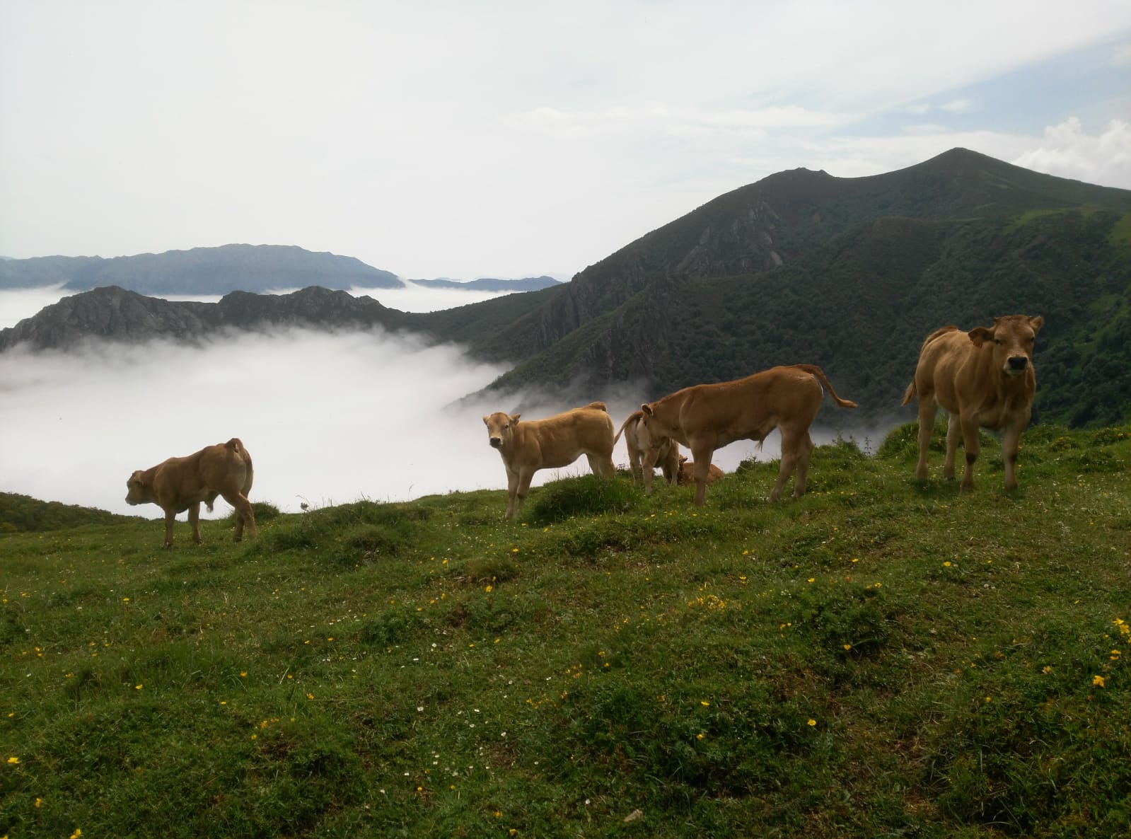 cuernu2