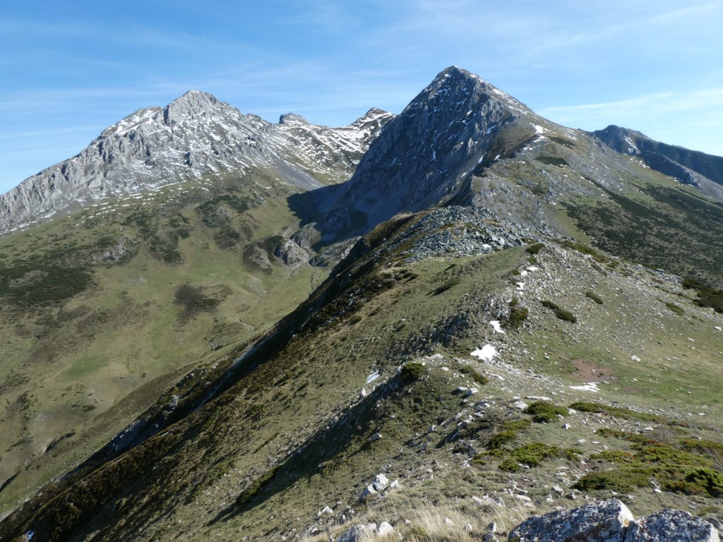polinosa2